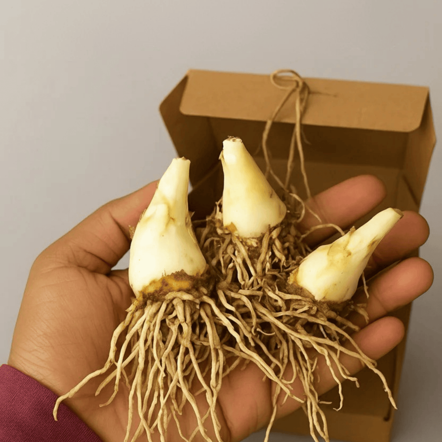 Rajneegandha Bulbs seeds( Pack of 20 bulb seeds)