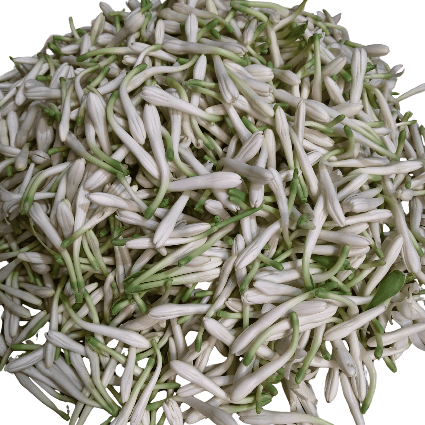 Rajneegandha flowers