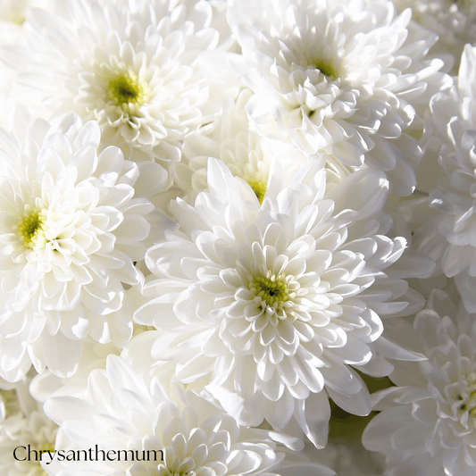 Chrysanthemum (Shewanti)