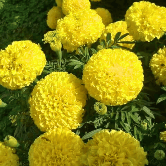 Marigold