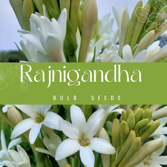 Rajneegandha Bulbs seeds( Pack of 20 bulb seeds)