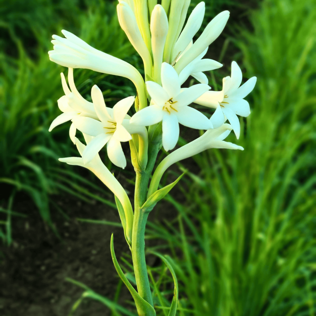 Rajneegandha Bulb seeds( Pack of 10 bulbs )