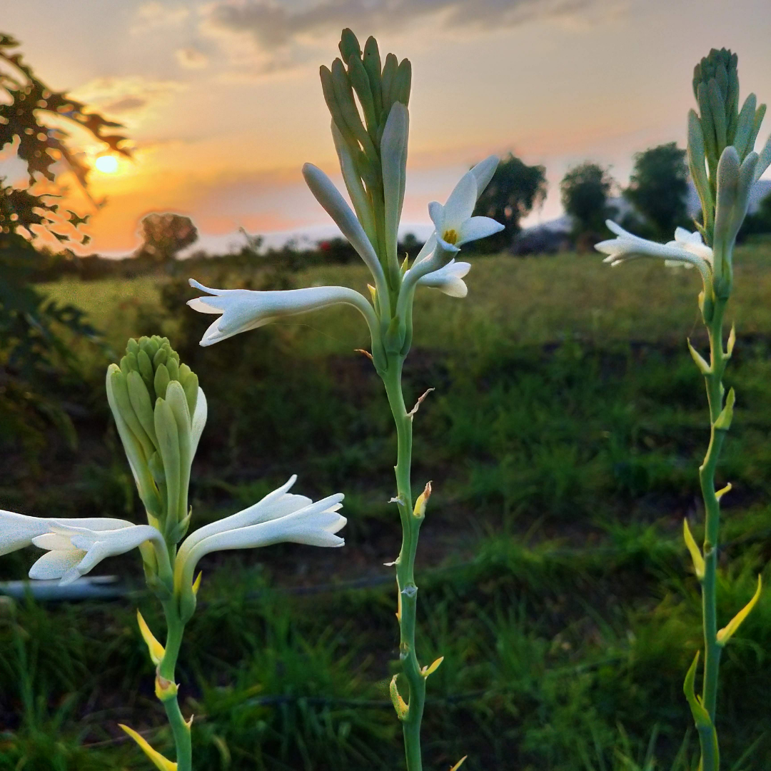 Rajneegandha Bulb seeds( Pack of 10 bulbs )