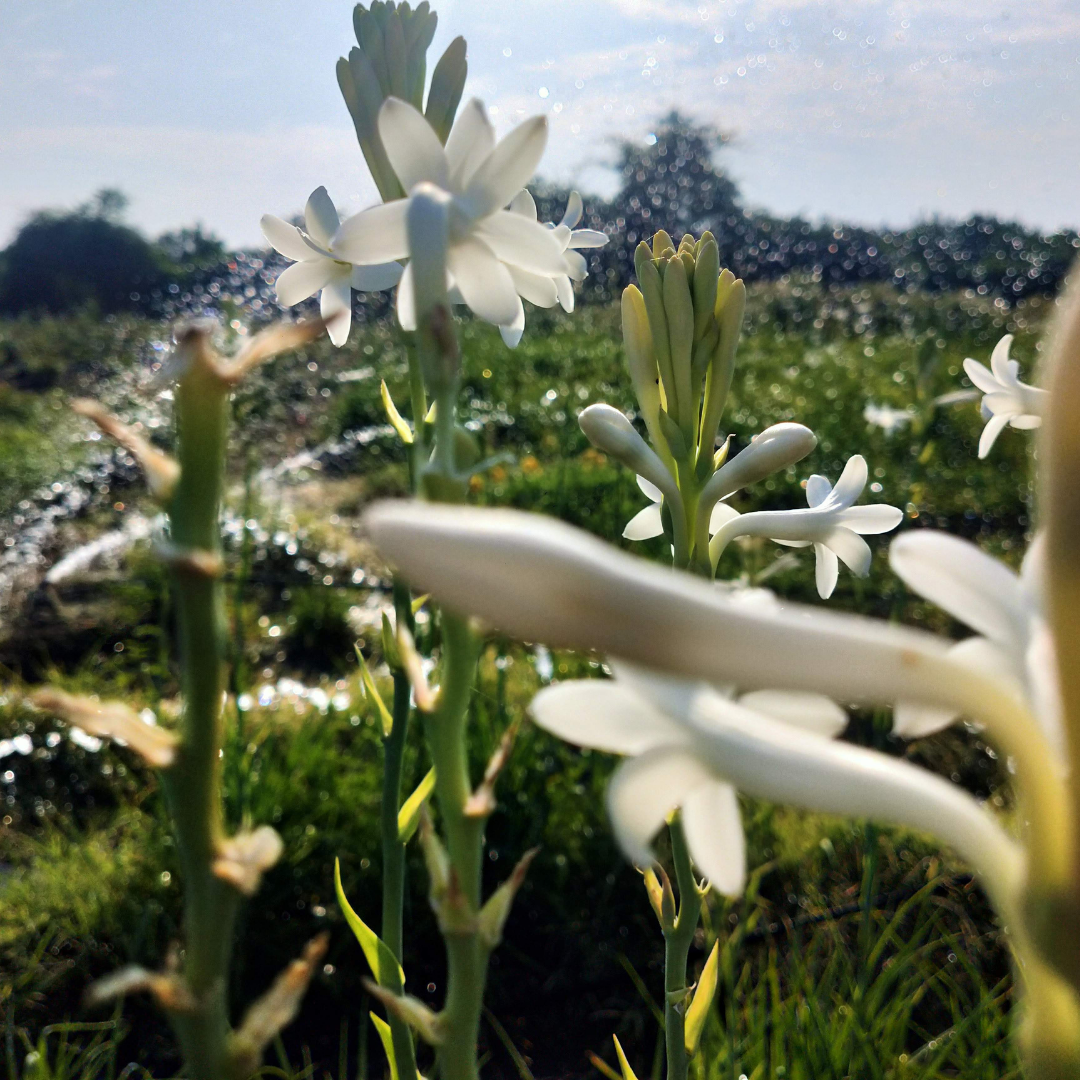 Rajneegandha Bulb seeds( Pack of 10 bulbs )