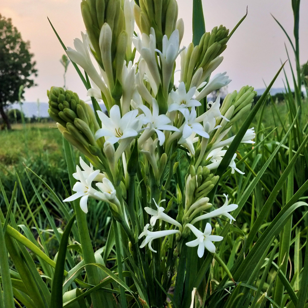 Rajneegandha Bulb seeds( Pack of 10 bulbs )