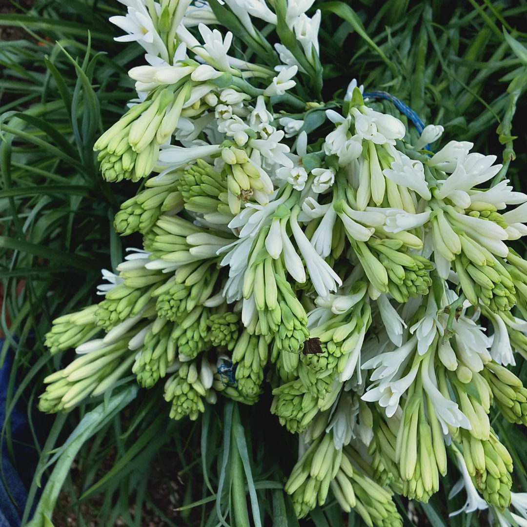 Rajneegandha Bulb seeds( Pack of 10 bulbs )