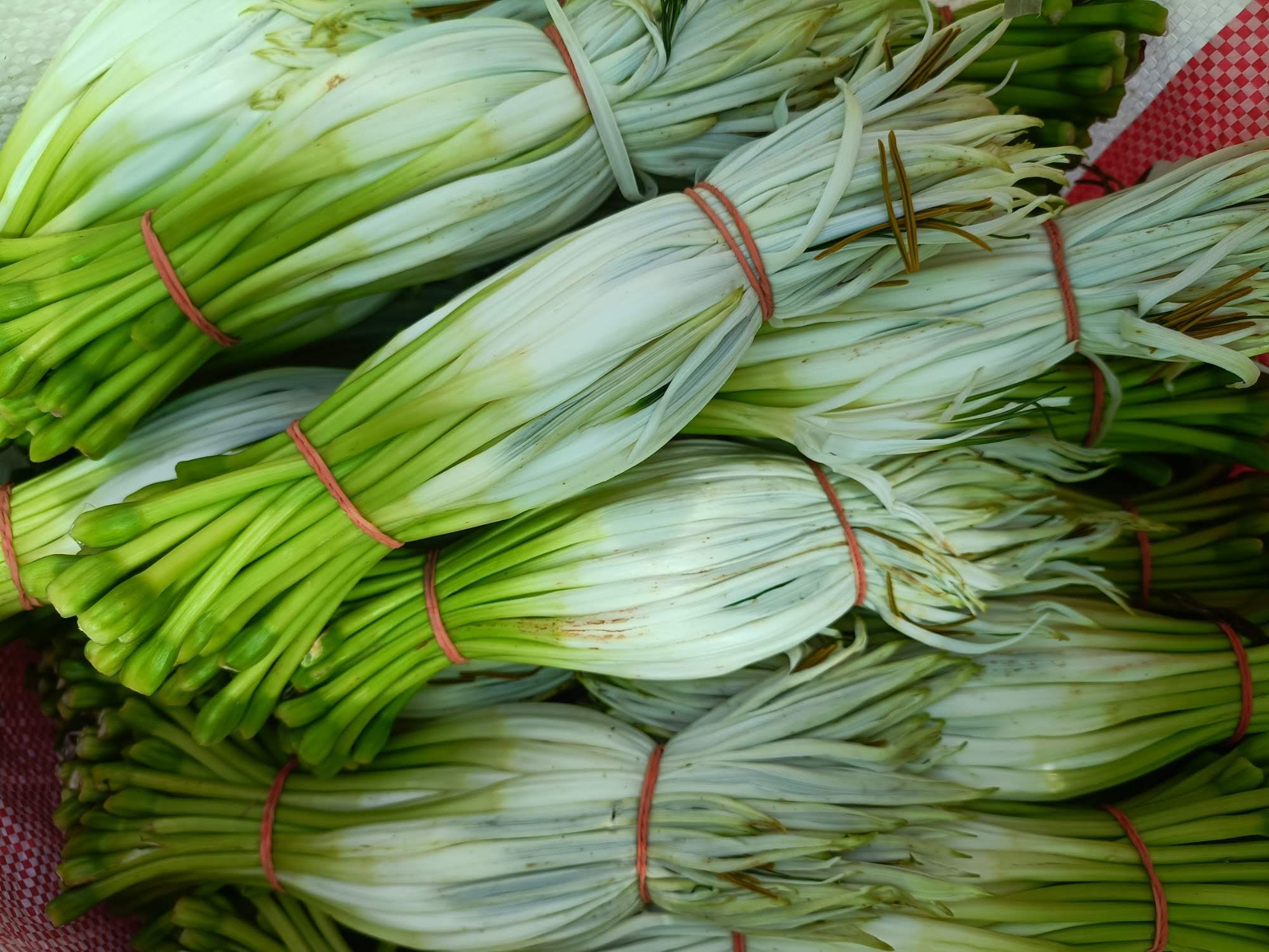 Lily flowers