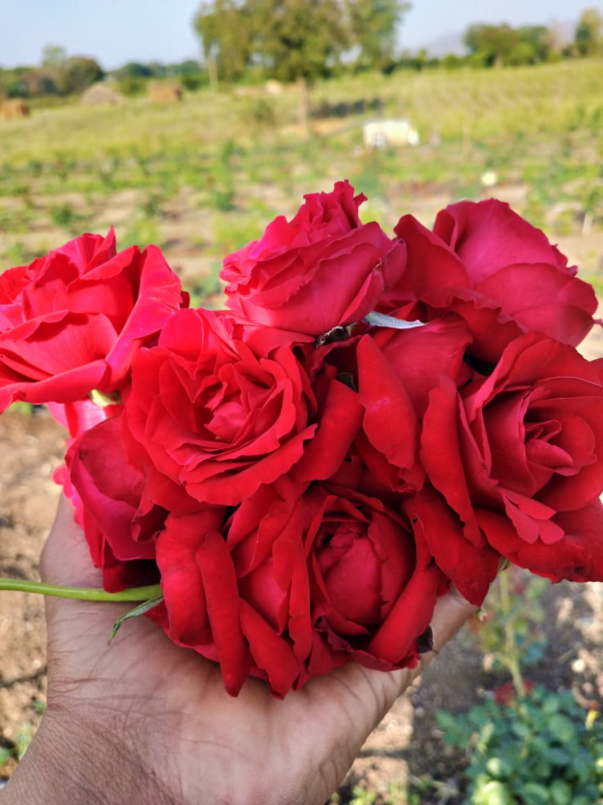 Fresh Rose Flowers