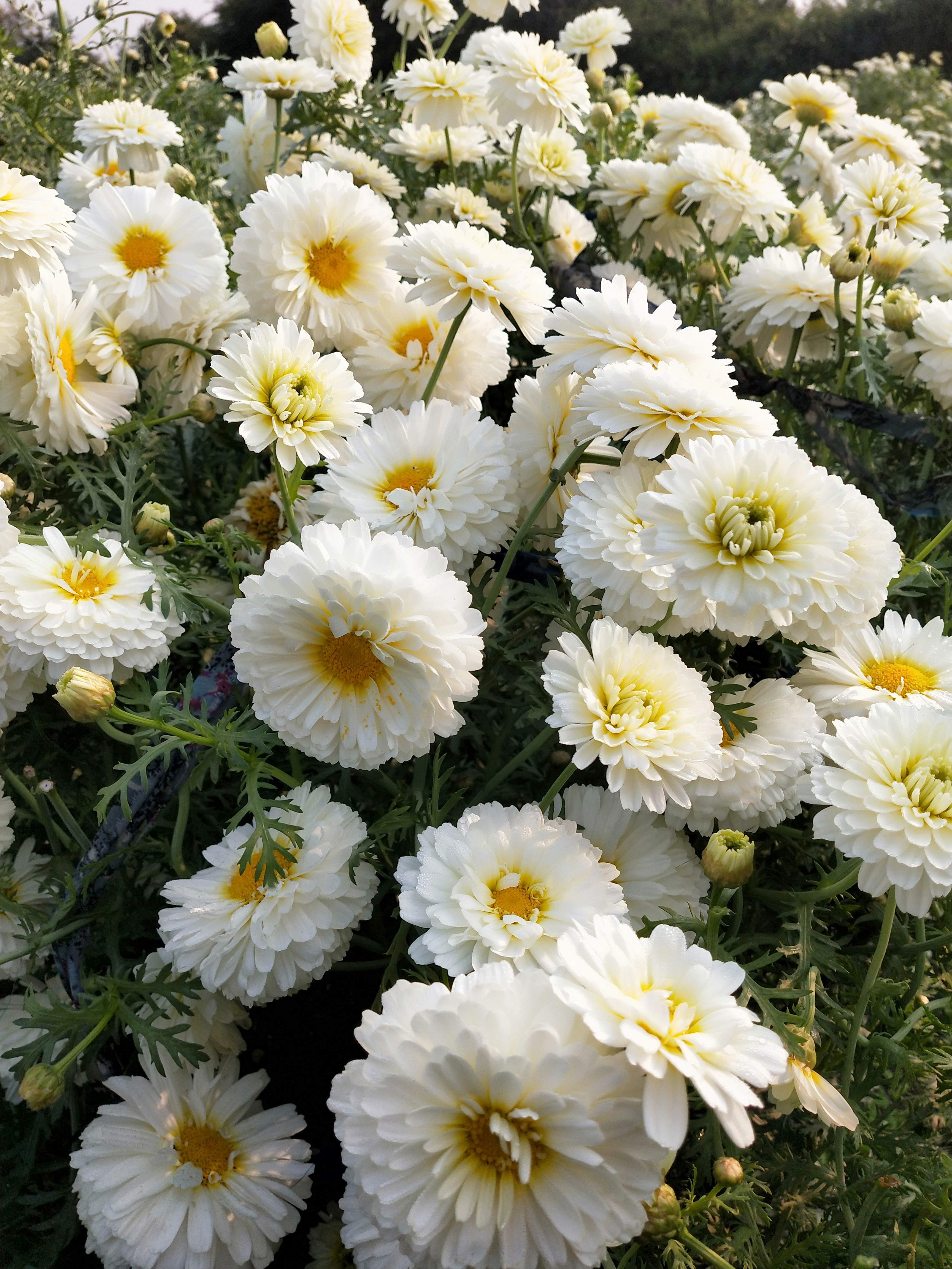 Daisy Flowers