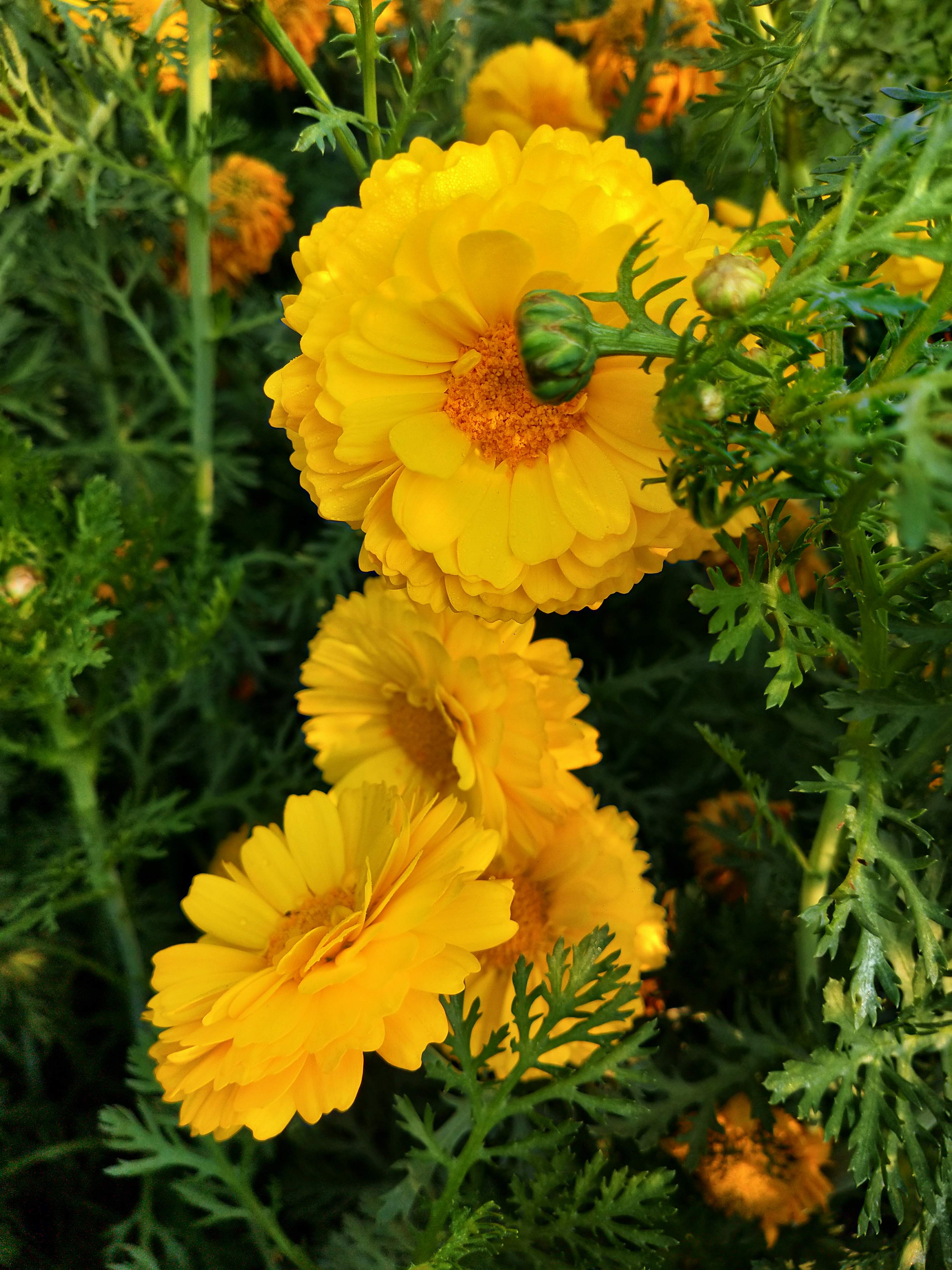 Daisy Flowers