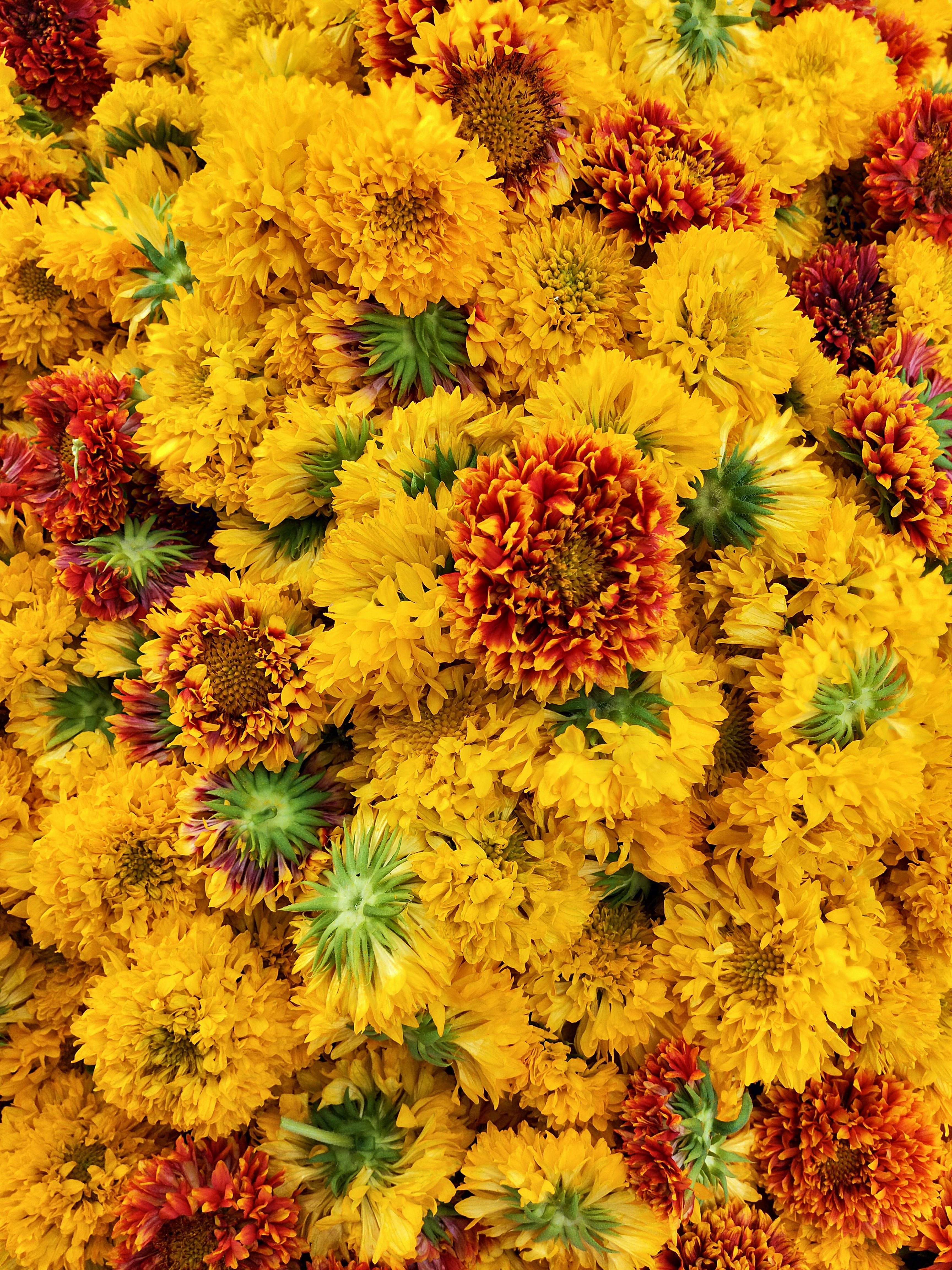 Galardia flowers