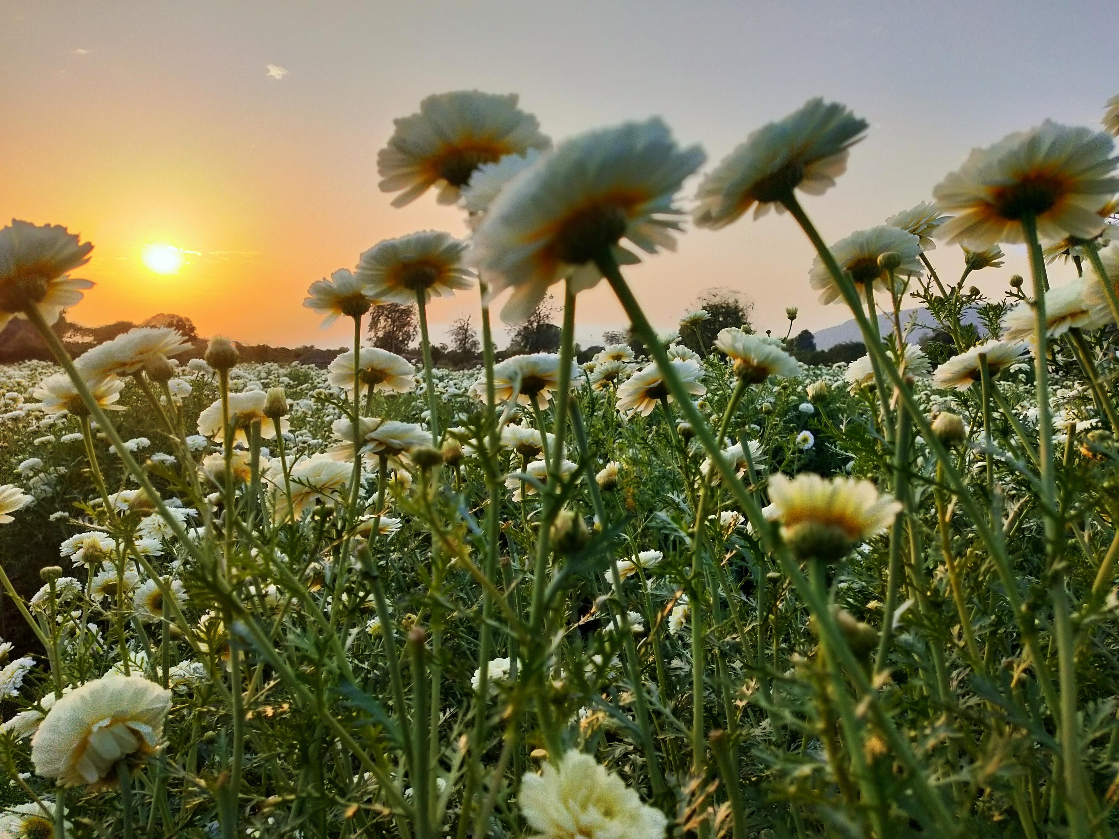 Daisy Flowers