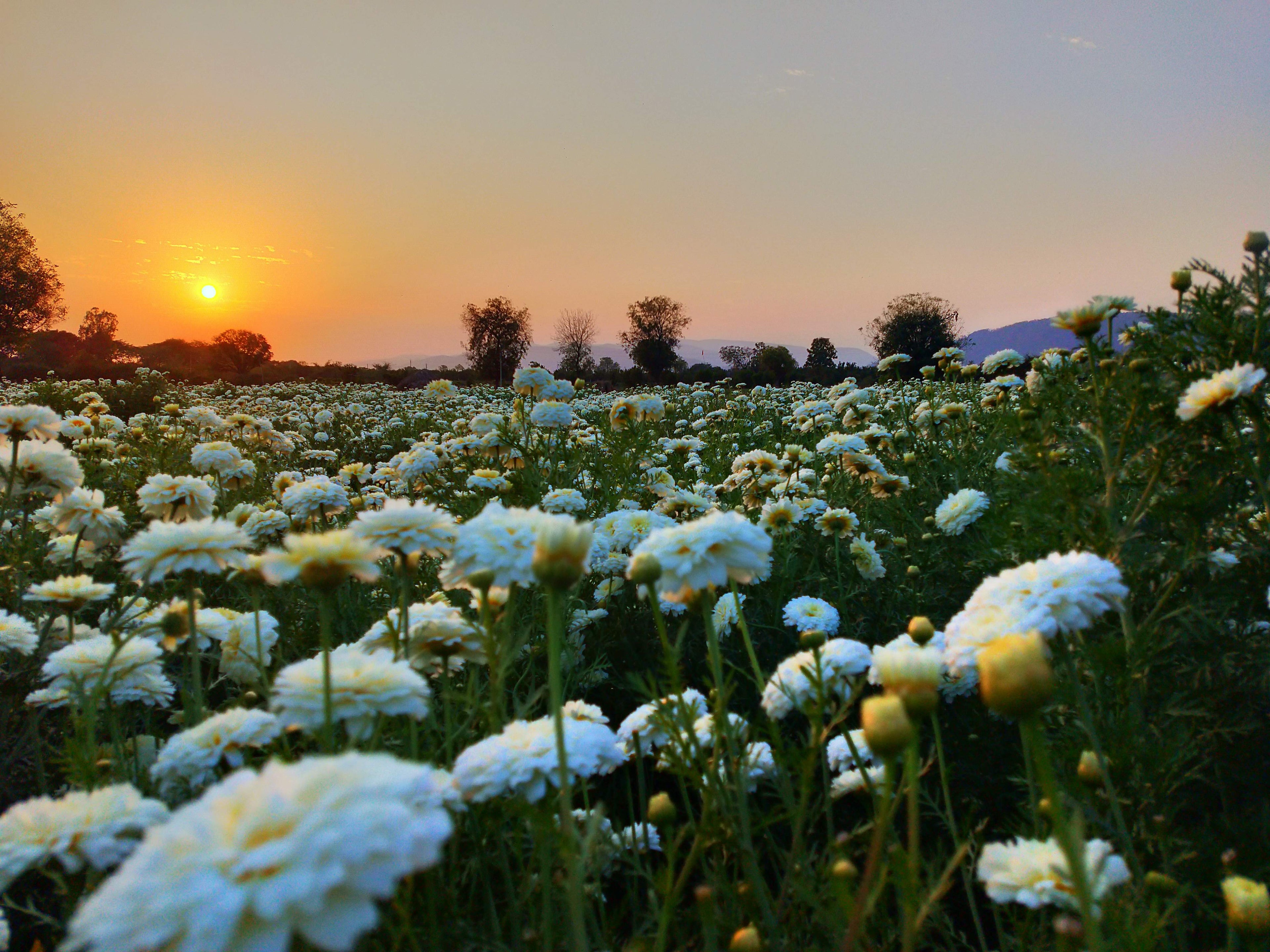 Daisy Flowers