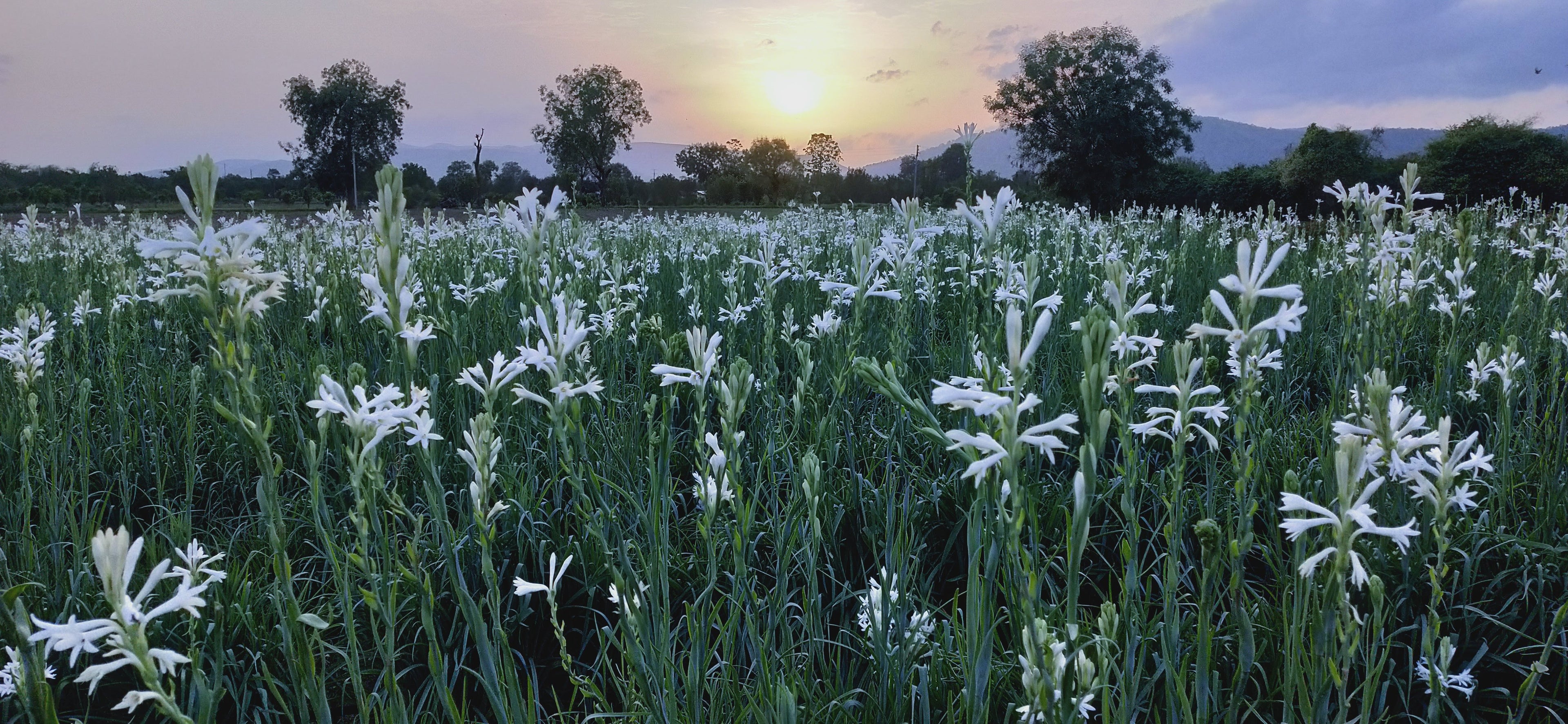 Rajneegandha Bulbs seeds( Pack of 20 bulb seeds)