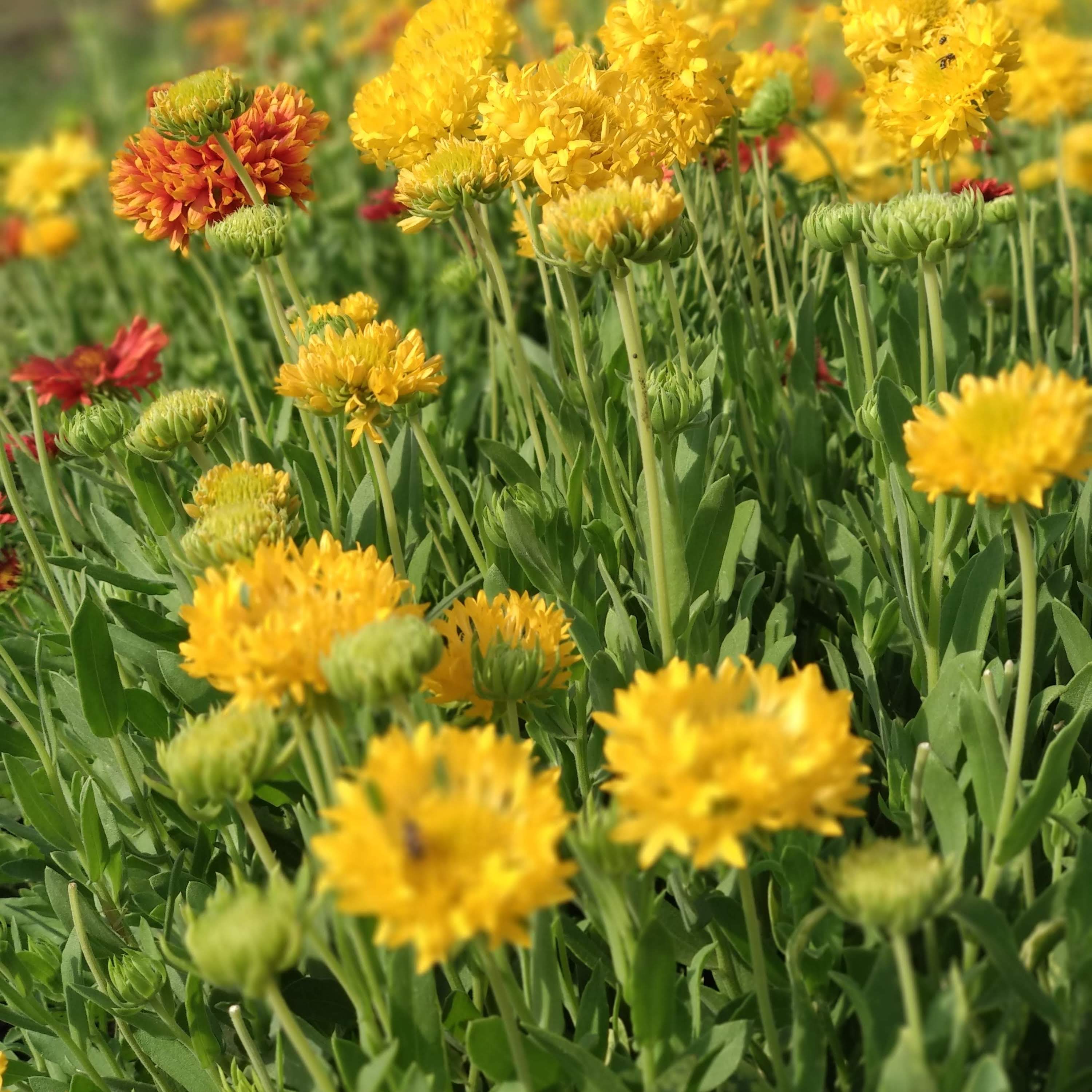 Galardia flowers