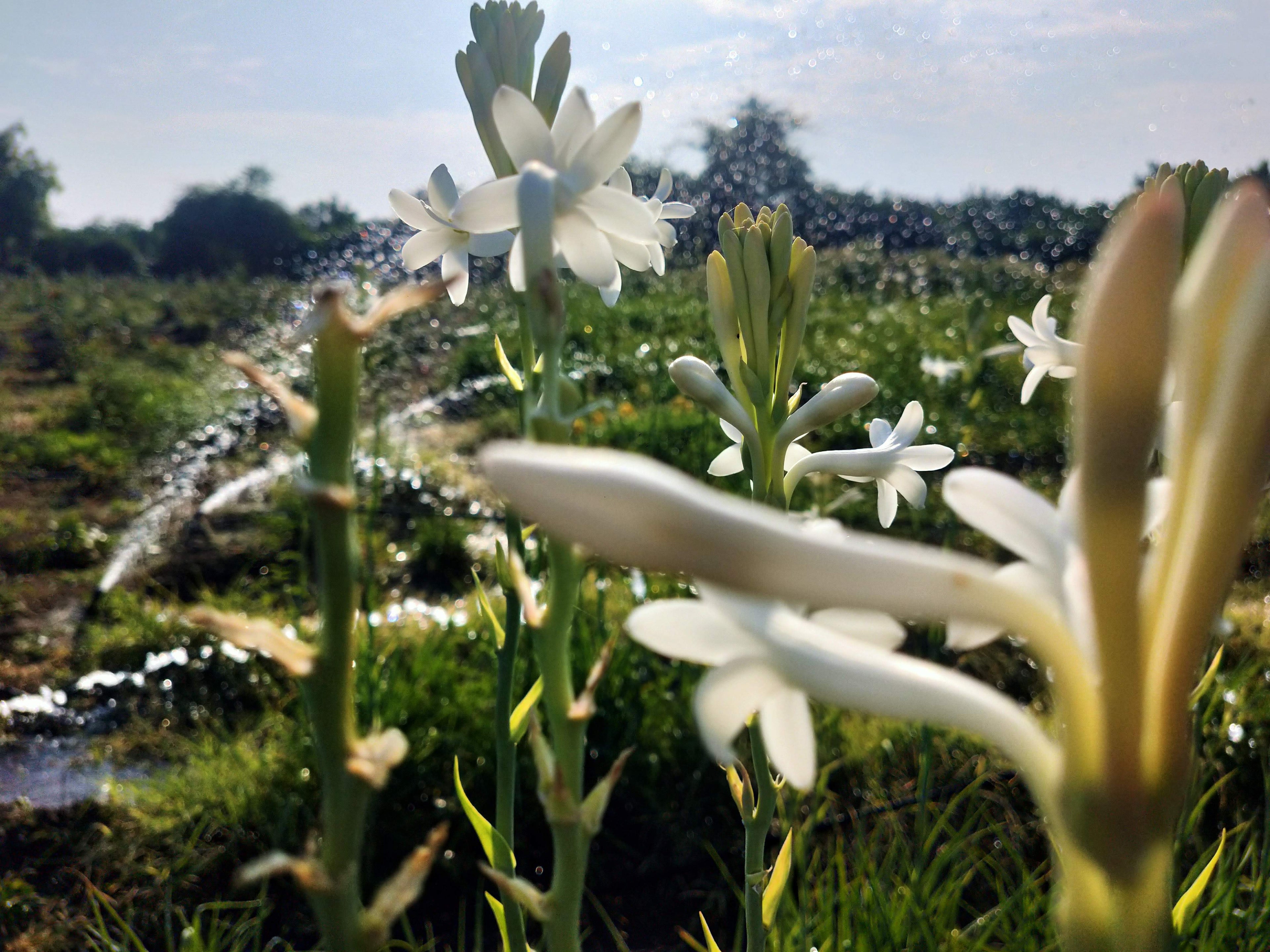 Rajneegandha Bulbs seeds( Pack of 20 bulb seeds)