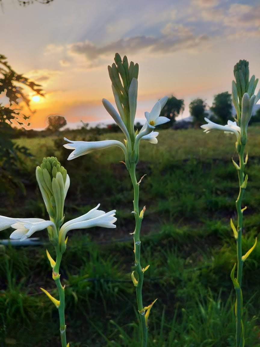 Rajneegandha Bulbs seeds( Pack of 20 bulb seeds)