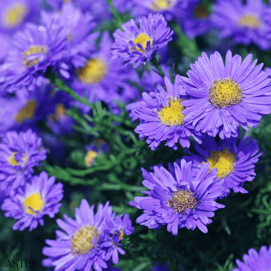 Aster