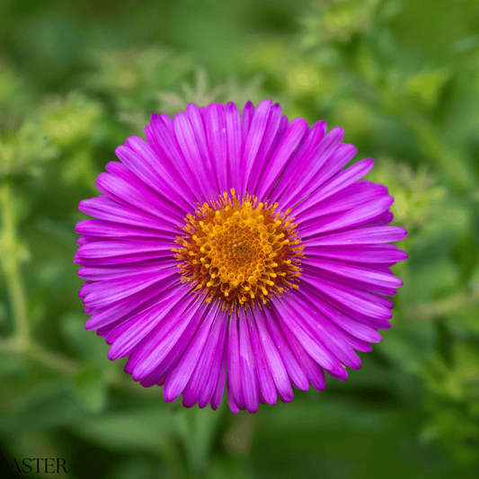 Aster