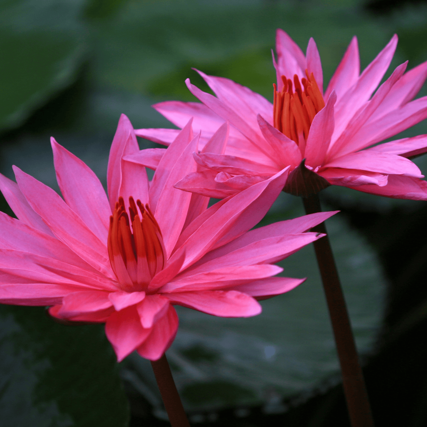 Mixed colour Lotus seeds( pack of 40 Seeds).