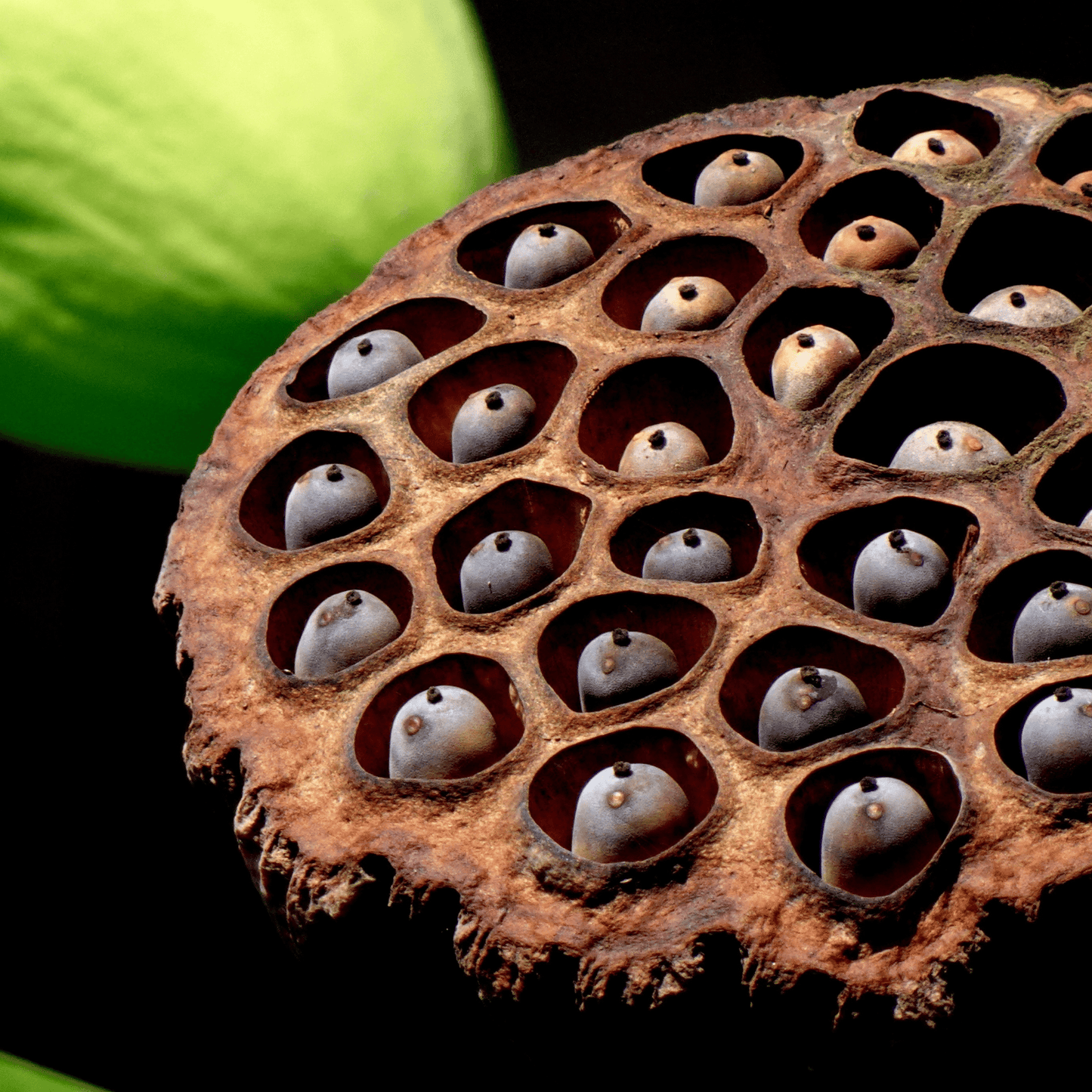 Mixed colour Lotus seeds( pack of 40 Seeds).