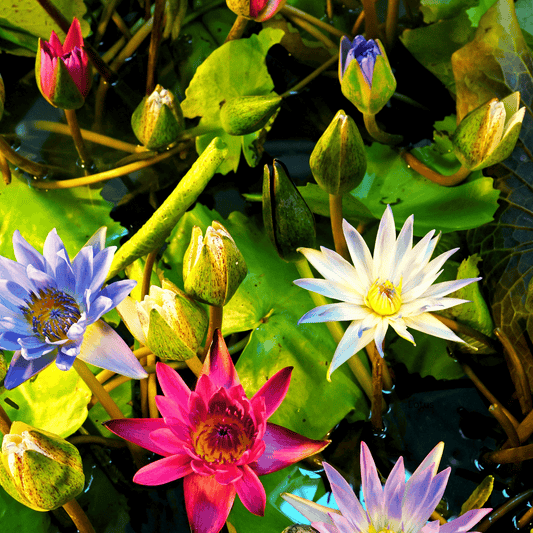 Mixed colour Lotus seeds( pack of 40 Seeds).