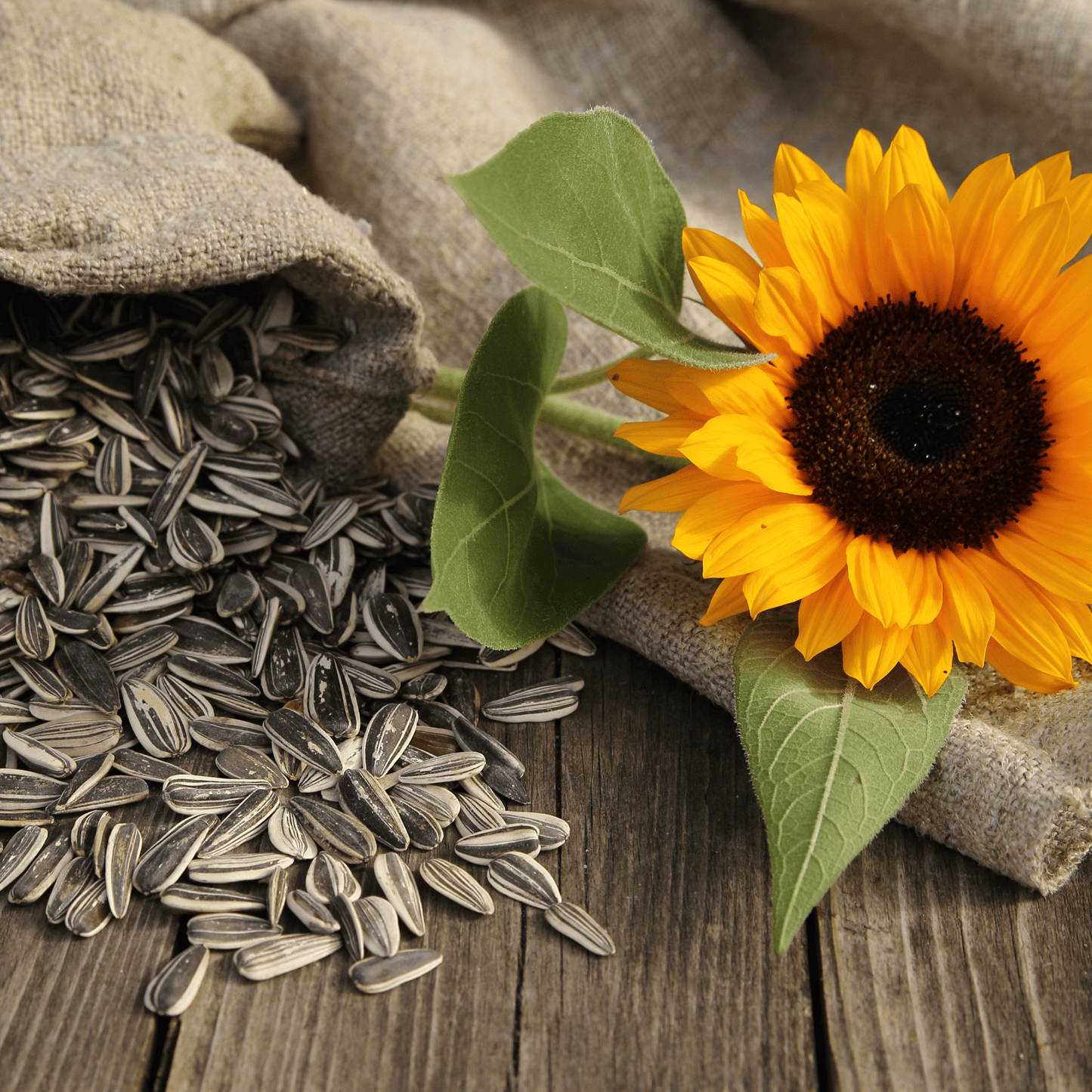 Sunflower seeds (Pack of 100 seeds)