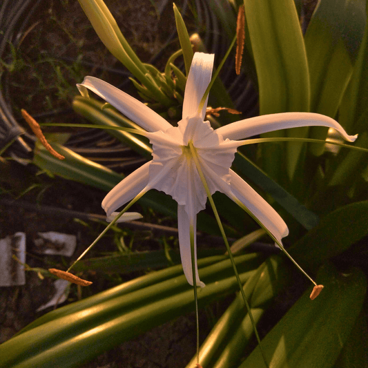 Lily flowers (Bundle of 200 Fresh Flowers)