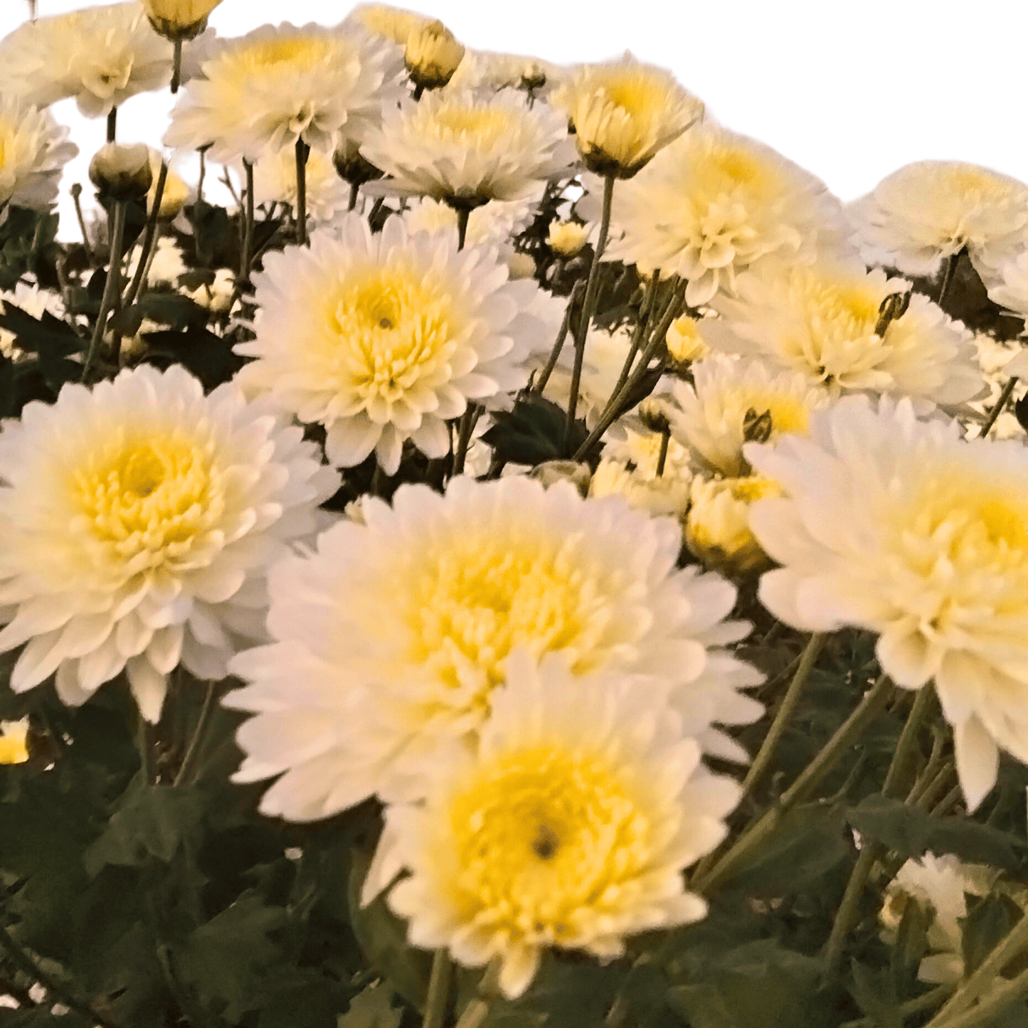 Chrysanthemum (Shewanti)