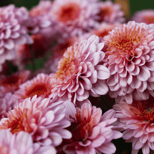 Chrysanthemum (Shewanti)
