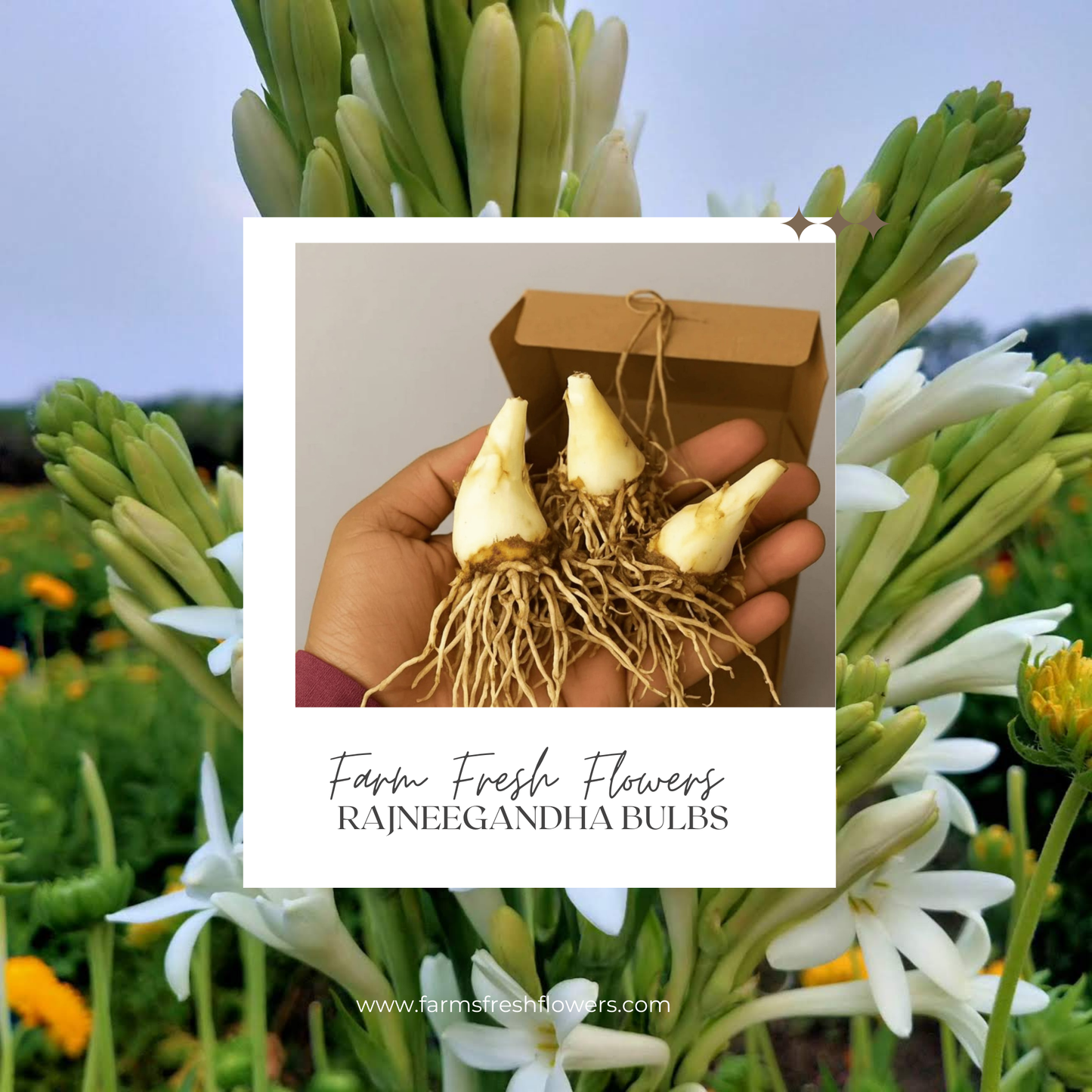 Rajneegandha Bulb seeds( Pack of 10 bulbs )