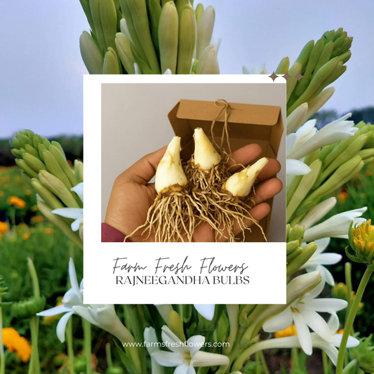 Rajneegandha Bulb seeds( Pack of 10 bulbs )