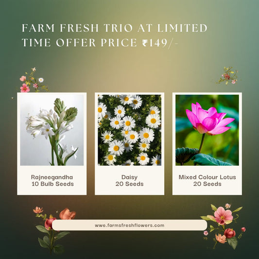 Mixed Flowers Seeds(Rajneegandha 10 Bulbs , Daisy 20Seeds , Mixed colour Lotus 20 seeds)